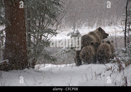 Grizzly Bear Sow 1st year cubs Ursus arctos Stock Photo