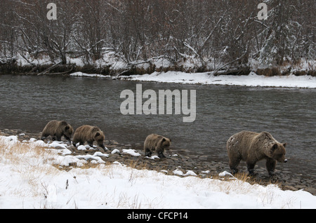 Grizzly Bear Sow 1st year cubs Ursus arctos Stock Photo