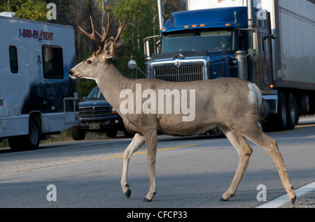 Mule deer buck (Odocoileus hemionus)crossing road, stopping traffic on highway. Jasper National Park, Alberta, Canada. Stock Photo