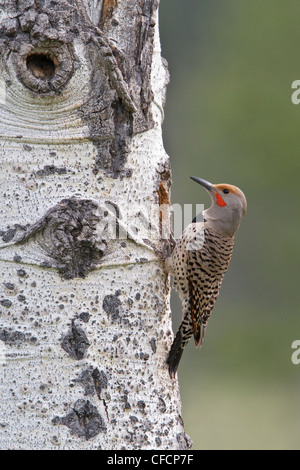 Northern Flicker (Colaptes auratus) perched on a tree at its nest hole Stock Photo