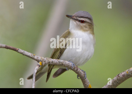 Red-eyed Vireo (Vireo olivaceus) perched on a branch Stock Photo