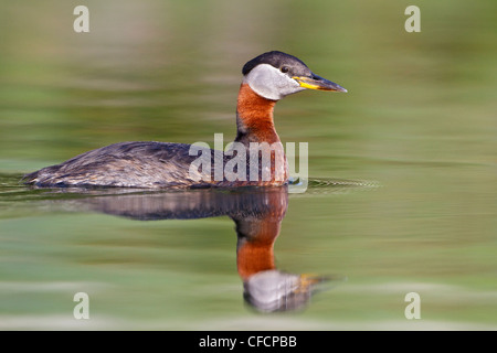 Red-necked Grebe (Podiceps grisegena) in a pond Stock Photo