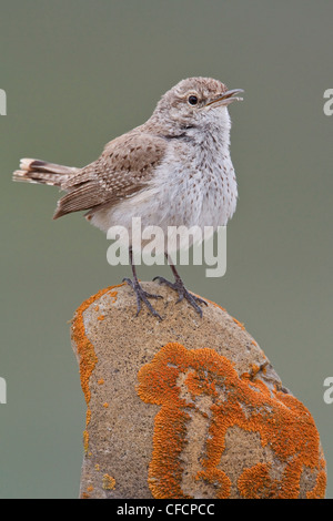 Rock Wren (Salpinctes obsoletus) perched on a rock Stock Photo