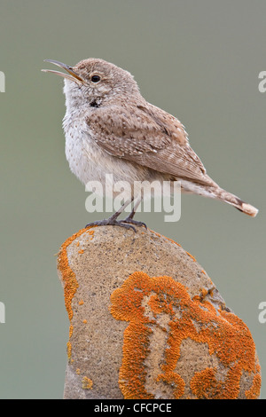 Rock Wren (Salpinctes obsoletus) perched on a rock Stock Photo