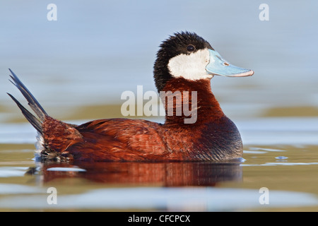 Ruddy Duck (Oxyura jamaicensis) in a pond Stock Photo