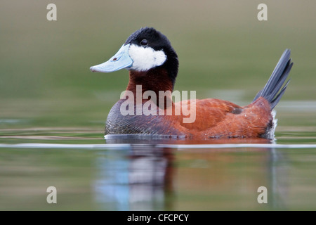 Ruddy Duck (Oxyura jamaicensis) in a pond Stock Photo