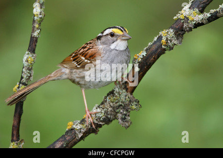 White-throated Sparrow (Zonotrichia albicollis) perched on a branch Stock Photo
