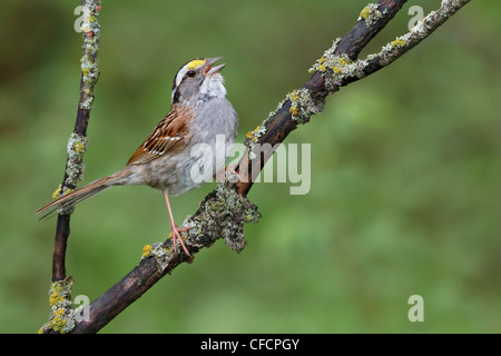 White-throated Sparrow (Zonotrichia albicollis) perched on a branch Stock Photo