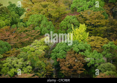 Colorful japanese deciduous forest canopy as seen from above in autumn in Osaka, Japan Stock Photo