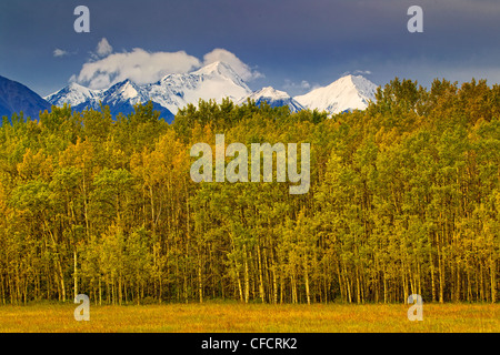 Aspen trees in autumn colours with Mount Archibald in the distance, near Haines Junction, Yukon. Stock Photo