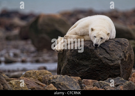 Polar bear laying on a rock, Churchill, Manitoba Stock Photo