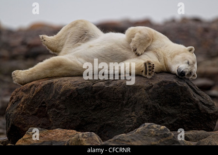 Polar bear laying on a rock, Churchill, Manitoba Stock Photo