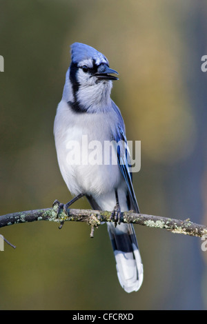 Blue jays logo hi-res stock photography and images - Alamy