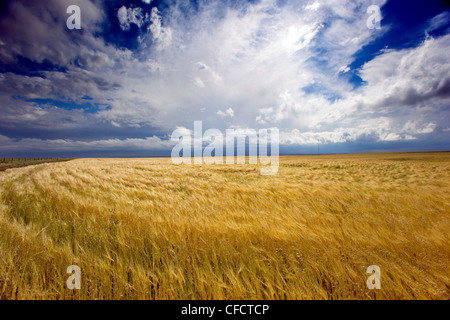Thunder storm moving over grain field, Ridge Road 221, Alberta, Canada Stock Photo