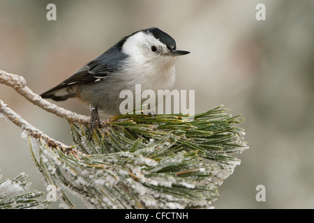 White-breasted Nuthatch Sittcarolinensis perched Stock Photo