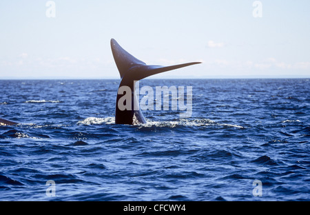 Northern Right Whale, (Eubalaena glacialis), Bay of Fundy, New Brunswick, Canada Stock Photo