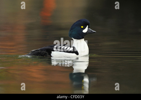 Barrow's Goldeneye (Bucephala islandica) swimming in Brentwood Bay, Central Saanich, British Columbia, Canada Stock Photo