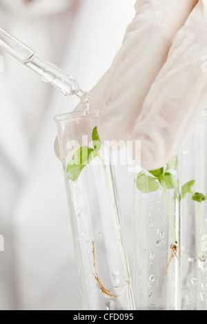 Scientist drops liquid on plant specimen in test tubes Stock Photo