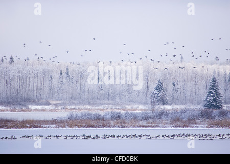 Waterfowl, (Branta canadensis) on partly frozen lake during migration, Elk Island National Park, Alberta, Canada Stock Photo