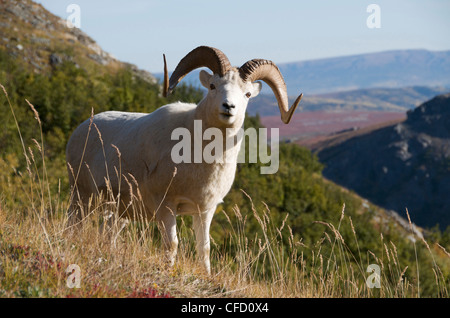 Close up of Dall Sheep (Ovis dalli) standing in autumn alpine setting, Alaska, North America. Stock Photo