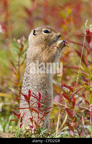 Arctic ground squirrel Spermophilus parryii Stock Photo