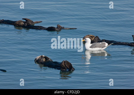 Sea otter raft, Enhydra lutris, with scavenging Western Gull, at Moss Landing, California, USA Stock Photo
