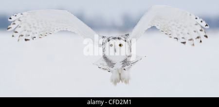 Snowy Owl in flight, Ottawa, Canada Stock Photo