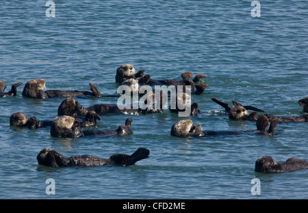 Sea otter raft, Enhydra lutris at Moss Landing, California, USA Stock Photo
