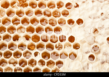 Close up view of honeycombs. Stock Photo