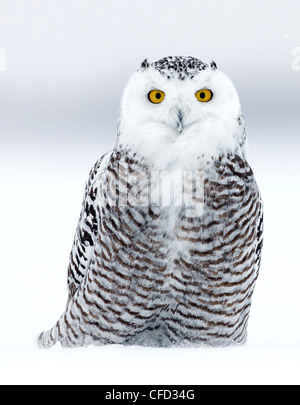 Portrait of a Snowy Owl, Ottawa, Canada Stock Photo