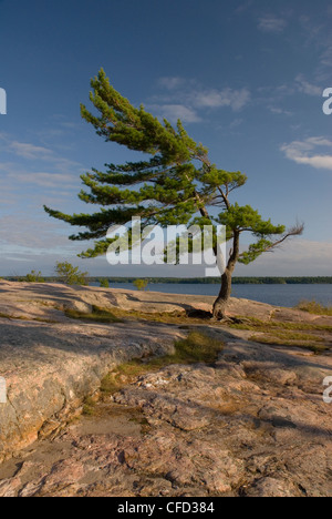 Single windswept Pine tree in Killbear Provincial park on Georgian Bay ...