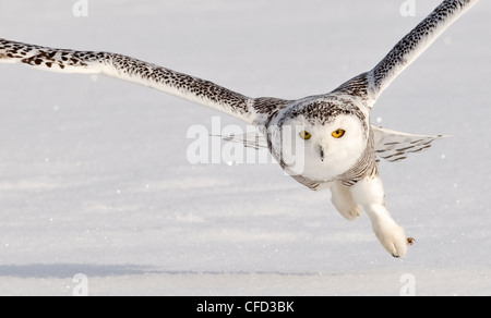 Snowy Owl taking off, Ottawa, Canada Stock Photo