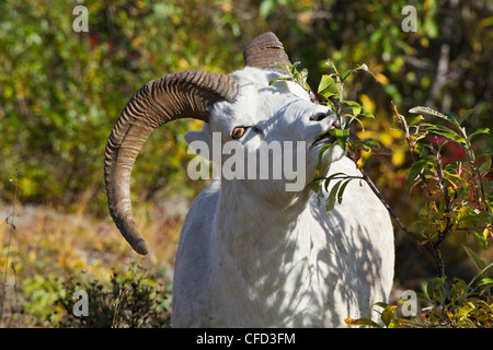 Dall sheep Ovis dalli dalli ram browsing willows Stock Photo