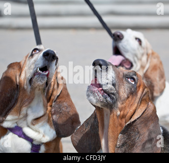 Basset Hound dogs looking up and begging. Winnipeg, Manitoba, Canada. Stock Photo