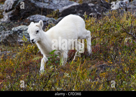 Dall sheep (Ovis dalli dalli), lamb, Savage River Loop, Denali National Park, Alaska, United States of America Stock Photo