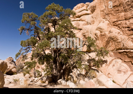 Single-leaf Pinyon Pine, Pinus monophylla, Joshua Tree National Park, California, USA Stock Photo
