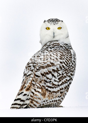 Snowy Owl portrait, Ottawa, Canada