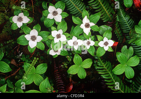 Bunchberry; Dwarf Cornel; Pudding Berry (Cornus canadensis) Vancouver Island, British Columbia, Canada. Stock Photo