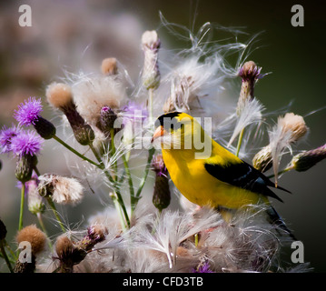 American goldfinch (Carduelis tristis) Eating thistle seeds, Port Lambton, Ontario, Canada Stock Photo