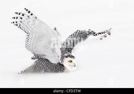 Snowy Owl landing, Ottawa, Canada Stock Photo