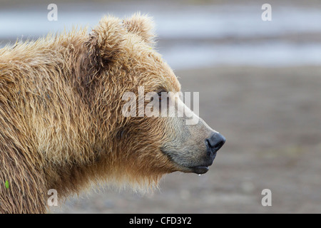 Grizzly bear/Alaska brown bear (Ursus arctos horribilis), Hallo Bay, Katmai National Park, Alaska, United States of America