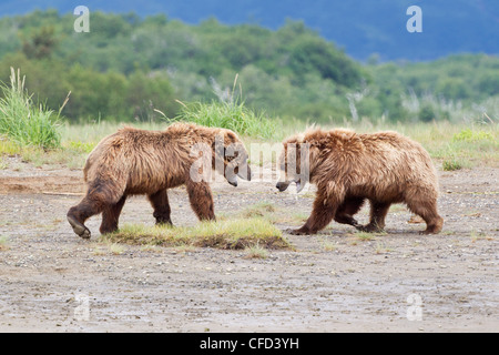 Grizzly bears/Alaskbrown bears Ursus arctos Stock Photo