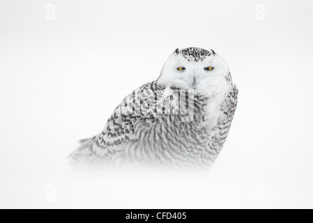 Snowy Owl, Ottawa, Canada Stock Photo