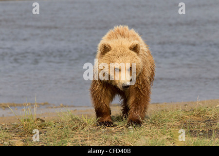 Grizzly bear/Alaskbrown bear Ursus arctos