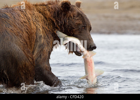 Grizzly bear/Alaskbrown bear Ursus arctos