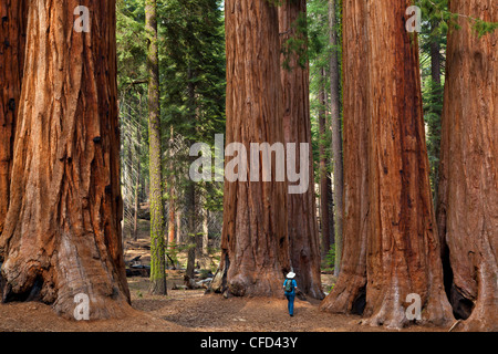 Hiker, admiring the Giant Sequoia trees (Sequoiadendron giganteum), Sequoia National Park, Sierra Nevada, California, USA Stock Photo