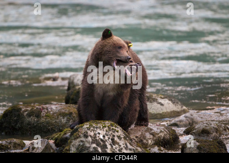 Grizzly bear (Ursus arctos horribilis), cubs, play wrestling, Chilkoot River, Haines, Alaska, United States of America