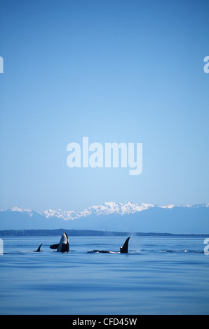 Killer Whales (Orcinus orca) small pod with Olympic Mountains beyond, Vancouver Island, British Columbia, Canada. Stock Photo