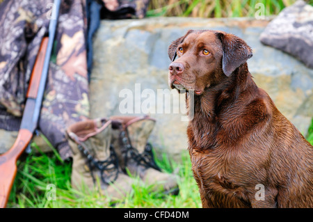 Chocolate Lab beside a Cooey12 gauge single shot shotgun, a camouflage jacket and boots, Duncan, British Columbia, Canada. Stock Photo