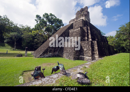 Turkeys at a pyramid in the Mayan ruins of  Tikal, UNESCO World Heritage Site, Guatemala, Central America Stock Photo